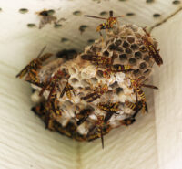 Paper wasp nest on a residential structure under treatment by Janus Pest Management.