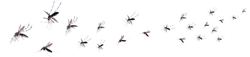 Janus Pest Management Control Mosquitoes—Returns the backyard bliss