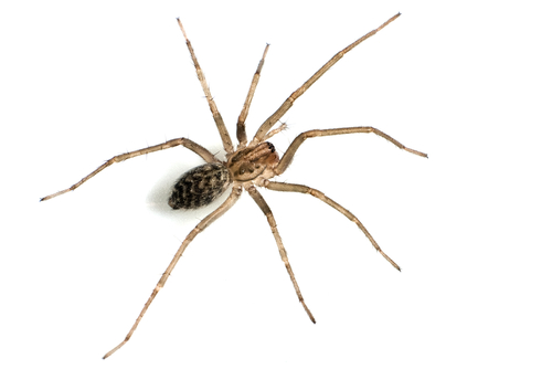 Professional spider control, web removal, and egg sac elimination services.