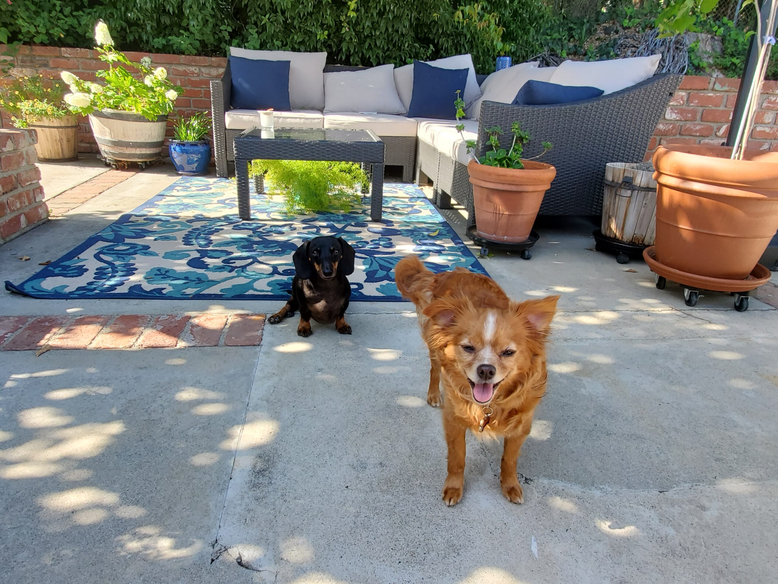 Glendora Pest Control