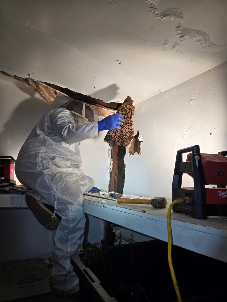 A Janus Pest Management specialist in a protective bee suit performing a structural honeybee colony removal and honeycomb extraction from a wall void in West Covina.