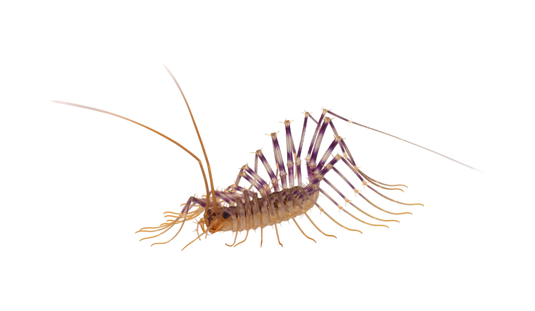 Close-up of a house centipede (Scutigera coleoptrata), showing its elongated yellowish-tan body with three dark longitudinal stripes and numerous long, banded legs.
