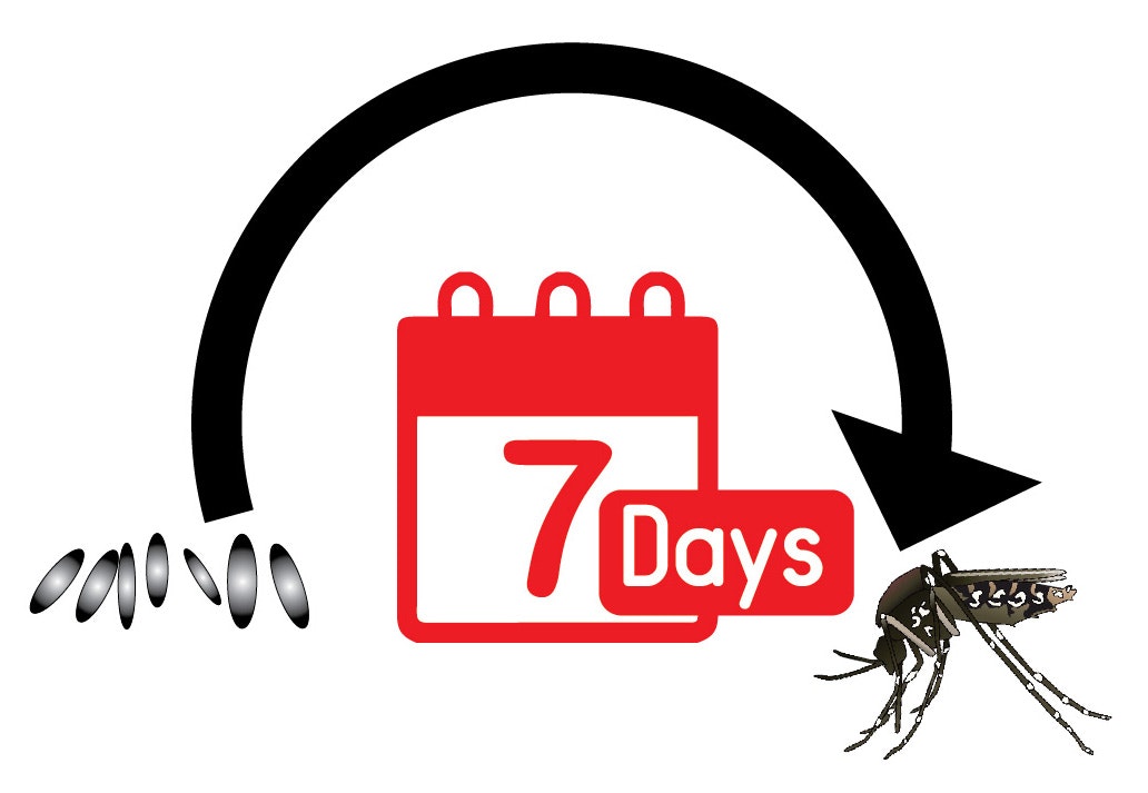 Graphic showing mosquito life cycle completing in 7 days: eggs and larvae on left, arrow over 7 Days calendar to adult mosquito on right. Highlights fast breeding in warm weather for San Gabriel Valley mosquito control.