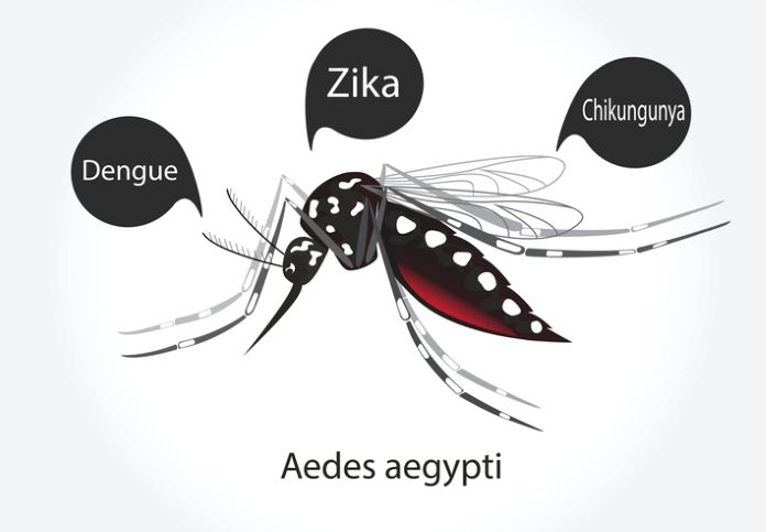 Illustrated Aedes aegypti mosquito, the main vector for dengue, Zika, and chikungunya viruses, shown with disease labels</p>
<p>