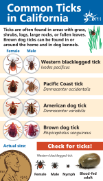 CDPH Common Ticks in California identification card showing Western Blacklegged Tick, Pacific Coast Tick, American Dog Tick, and Brown Dog Tick with actual size reference — California Department of Public Health