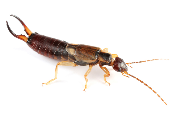 Close-up of an earwig, a reddish-brown occasional invader and dooryard pest with distinctive pincers, commonly found in moist outdoor areas around homes</p>
<p>