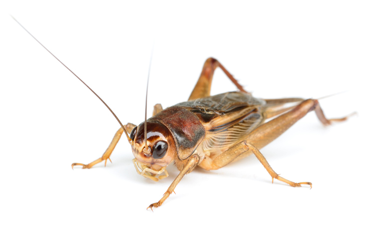 Professional control for crickets and common dooryard occasional invaders.