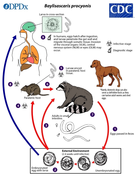 CDC infographic showing Baylisascaris procyonis (raccoon roundworm) lifecycle from raccoon feces to human infection through eggs in soil, with larvae migrating to brain, lungs, and eyes