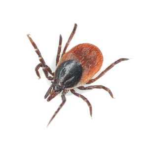 American Dog Tick (Dermacentor similis) — professional tick control services in the San Gabriel Valley