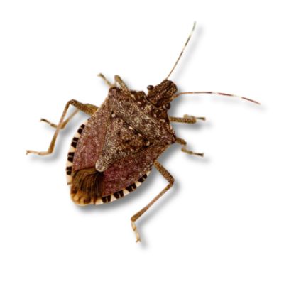 Brown marmorated stink bug (Halyomorpha halys) — occasional invader pest control in greater Los Angeles