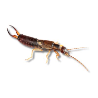 Close-up of an earwig, a reddish-brown occasional invader and dooryard pest with distinctive pincers, commonly found in moist outdoor areas around homes