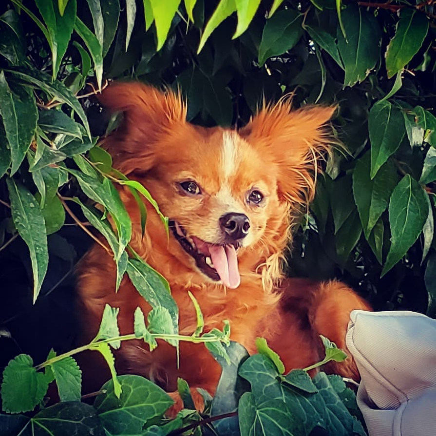 JoJo the dog peeking through green ivy — Janus Pest Management pet-safer pest control services in the San Gabriel Valley