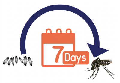 Graphic showing mosquito life cycle completing in 7 days: eggs and larvae on left, arrow over 7 Days calendar to adult mosquito on right. Highlights fast breeding in warm weather for San Gabriel Valley mosquito control.