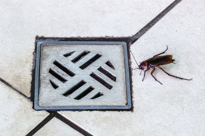 American cockroaches next to a floor drain — the primary entry point for Periplaneta americana in commercial buildings