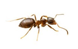 Close-up of an Argentine ant (Linepithema humile) worker — the most common invasive ant species in San Gabriel Valley homes and landscapes | Janus Pest Management