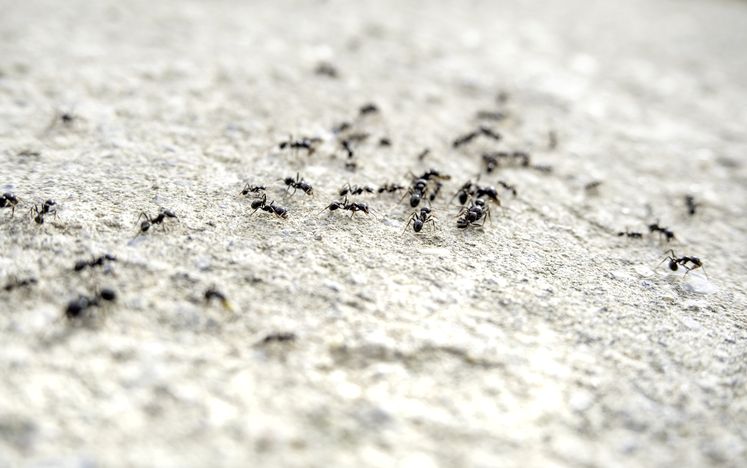 Argentine ant trail foraging across concrete — active ant infestation in a San Gabriel Valley property | Janus Pest Management