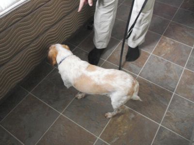 Certified K-9 bed bug detection dog actively inspecting mattress base with handler present