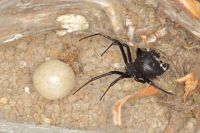 Black Widow spider with smooth round egg sac in natural harborage — female Western Black Widow in typical ground-level nesting site