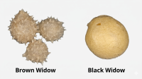 brown-widow-black-widow-egg-sac-comparison.jpg