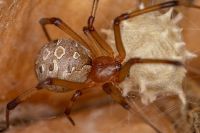 Brown Widow spider with egg sac — close-up of female Brown Widow and her spiked egg sac