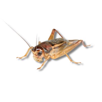 house-cricket-acheta-domesticus-occasional-invader-los-angeles.jpg
