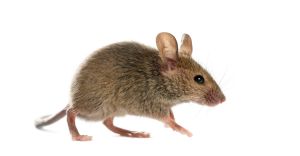 House mouse (Mus musculus) — common residential rodent in the San Gabriel Valley | Janus Pest Management