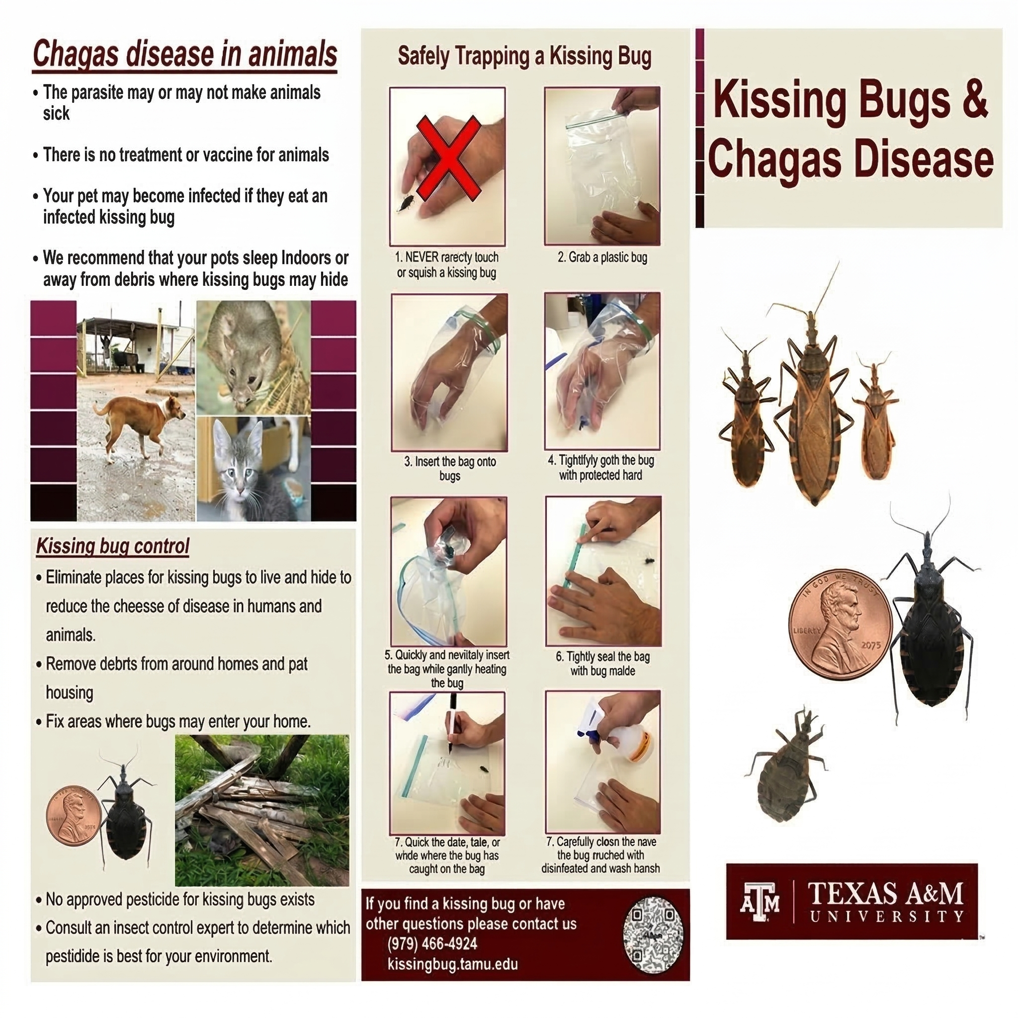 Texas A&M University kissing bug and Chagas disease identification and safety guide — triatomine bug control for California foothill properties