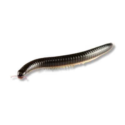 Professional Millipede control and perimeter protection for occasional invaders.