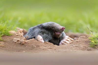 Mole emerging from soil in turf — mole control service for residential and commercial landscapes in greater Los Angeles