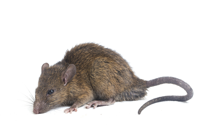 Roof rat (Rattus rattus) — common rodent species found in San Gabriel Valley attics and structures | Janus Pest Management