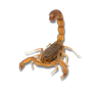 Scorpion with tail raised on white background — scorpion control for foothill properties in greater Los Angeles