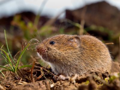 Vole foraging at ground level in turf and soil — vole control service for residential and commercial landscapes in greater Los Angeles