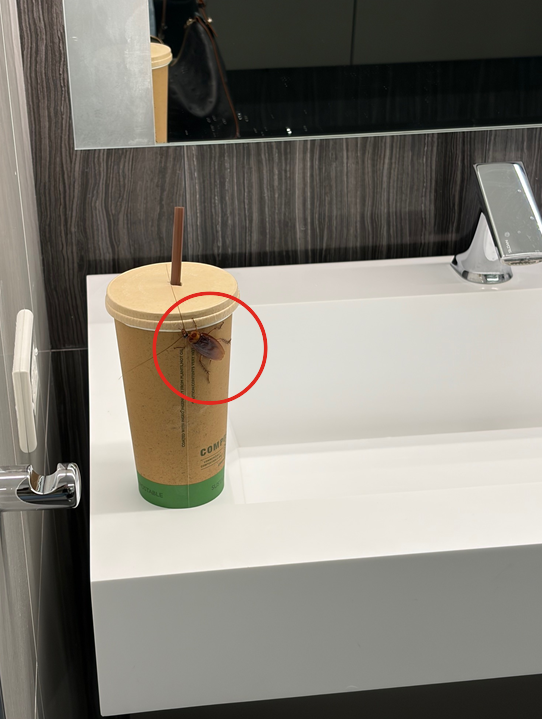 American cockroach on coffee cup in commercial restroom — peridomestic occasional invader common to Los Angeles area properties